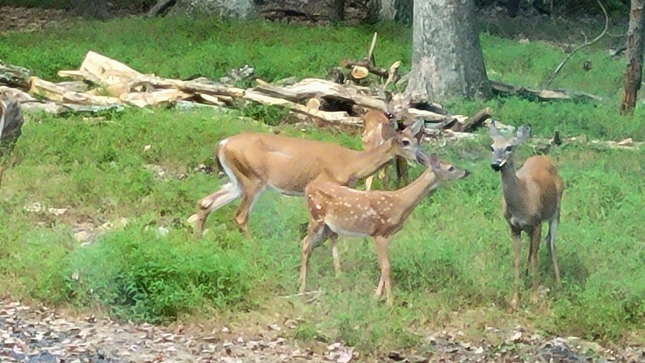 Photo of Outdoor in Stroudsburg