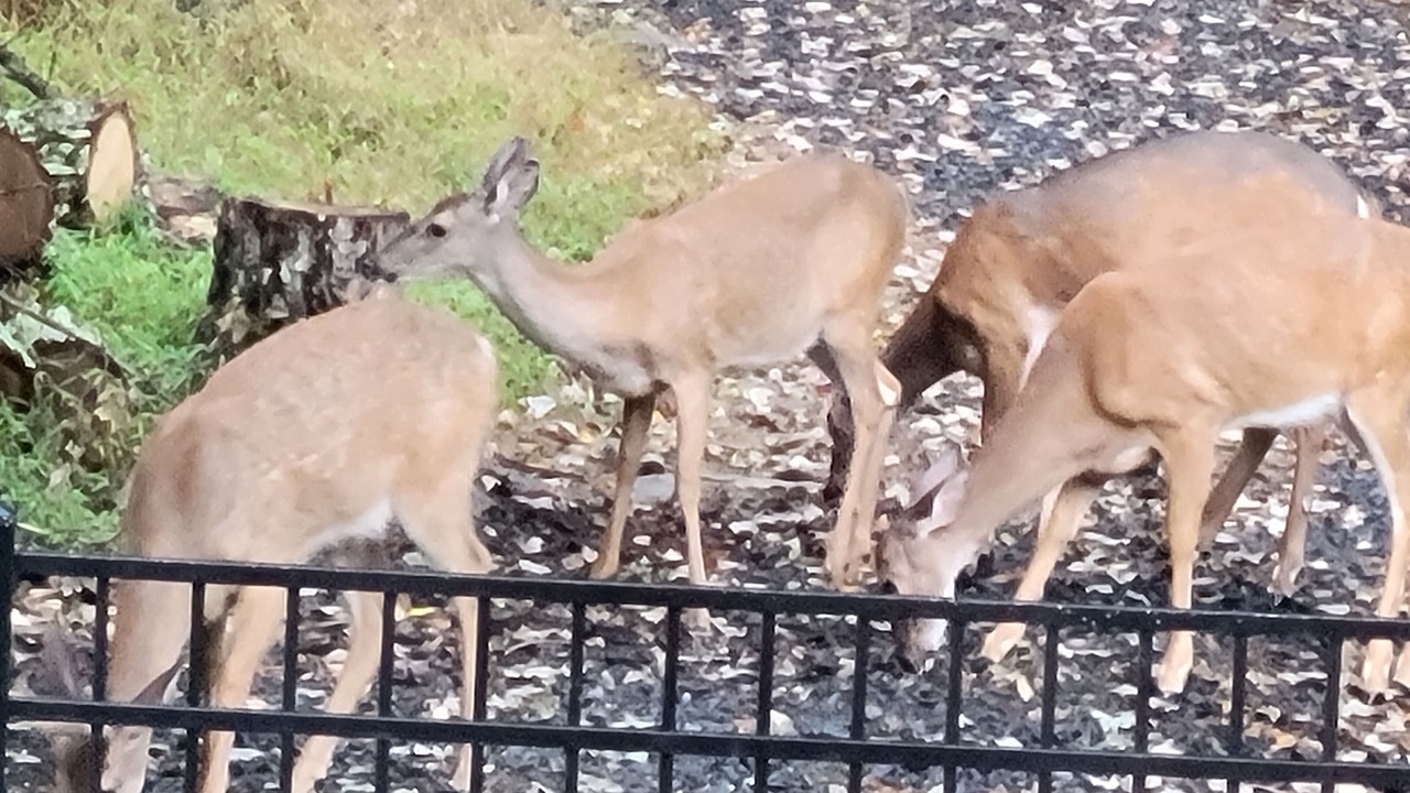 Photo of Outdoor in Stroudsburg