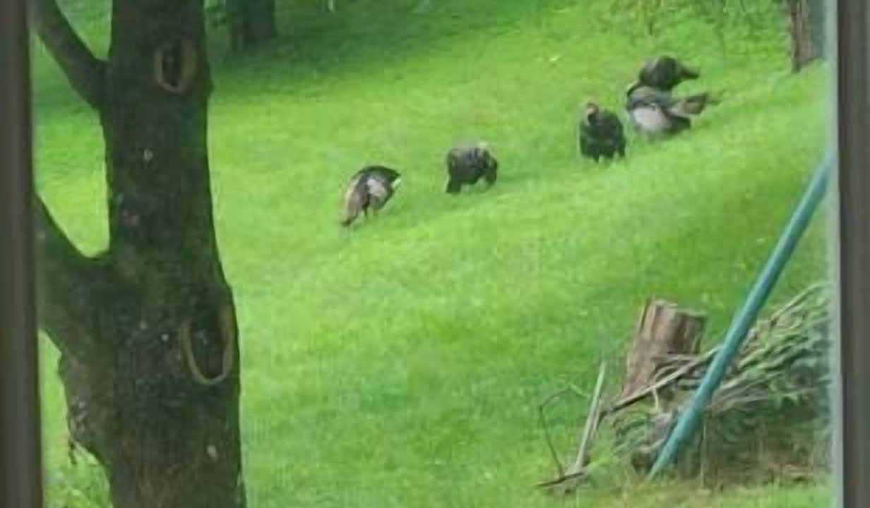 Photo of Others in South Hills