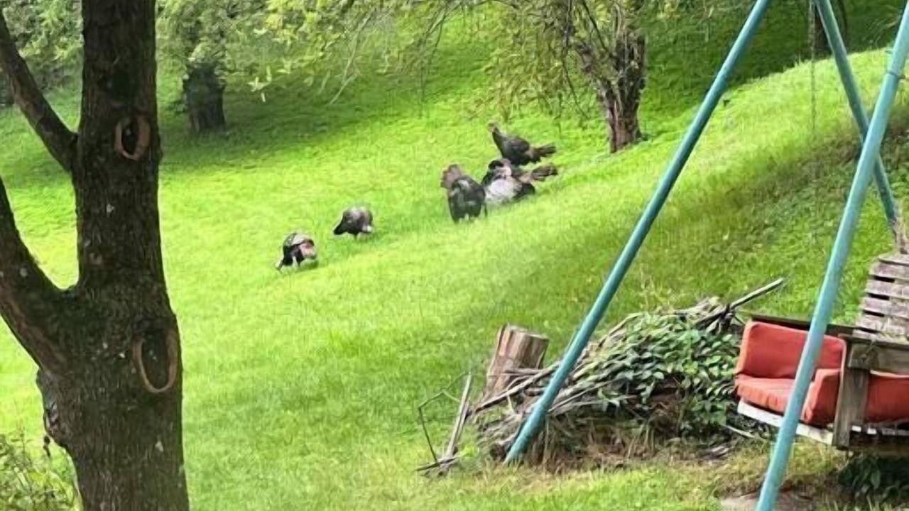 Photo of Others in South Hills