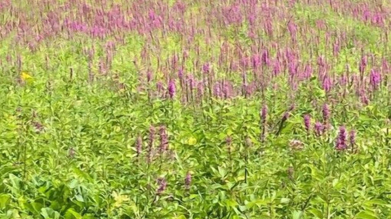 Photo of Outdoor in Kerhonkson