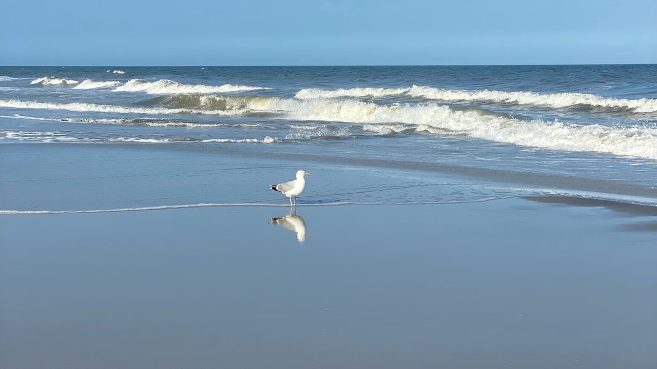 Photo of Others in Avalon