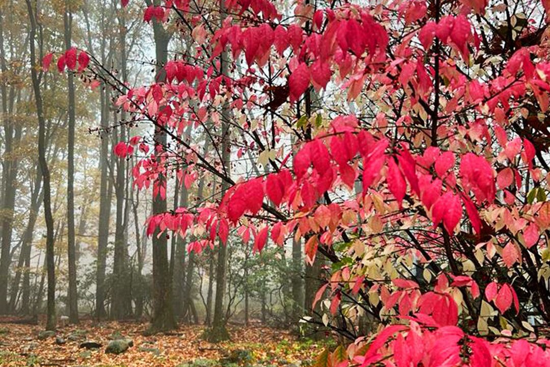 Photo of Outdoor in Mount Pocono