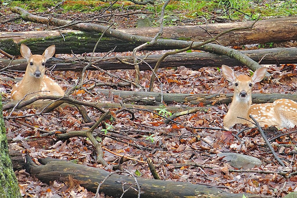 Photo of Others in Mount Pocono