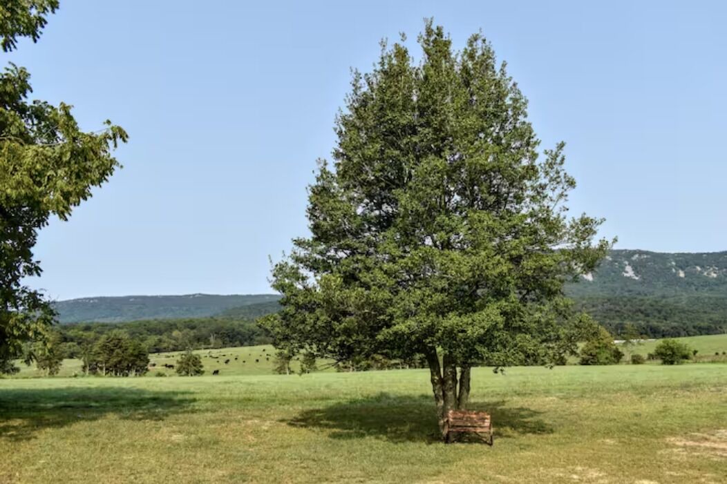 Photo of Outdoor in Luray