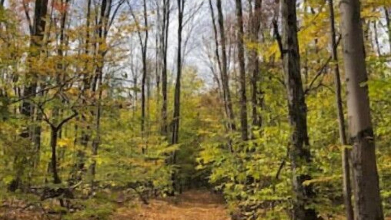 Photo of Outdoor in Greenfield Park