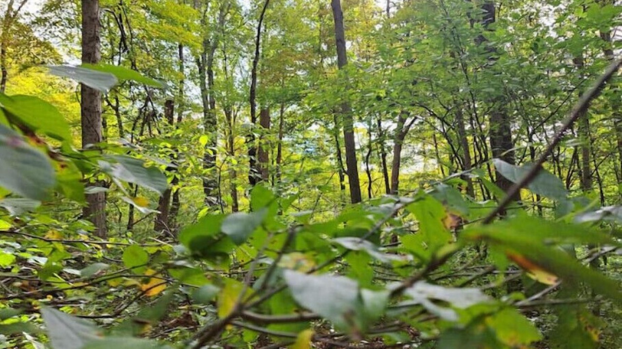 Photo of Outdoor in Sistersville