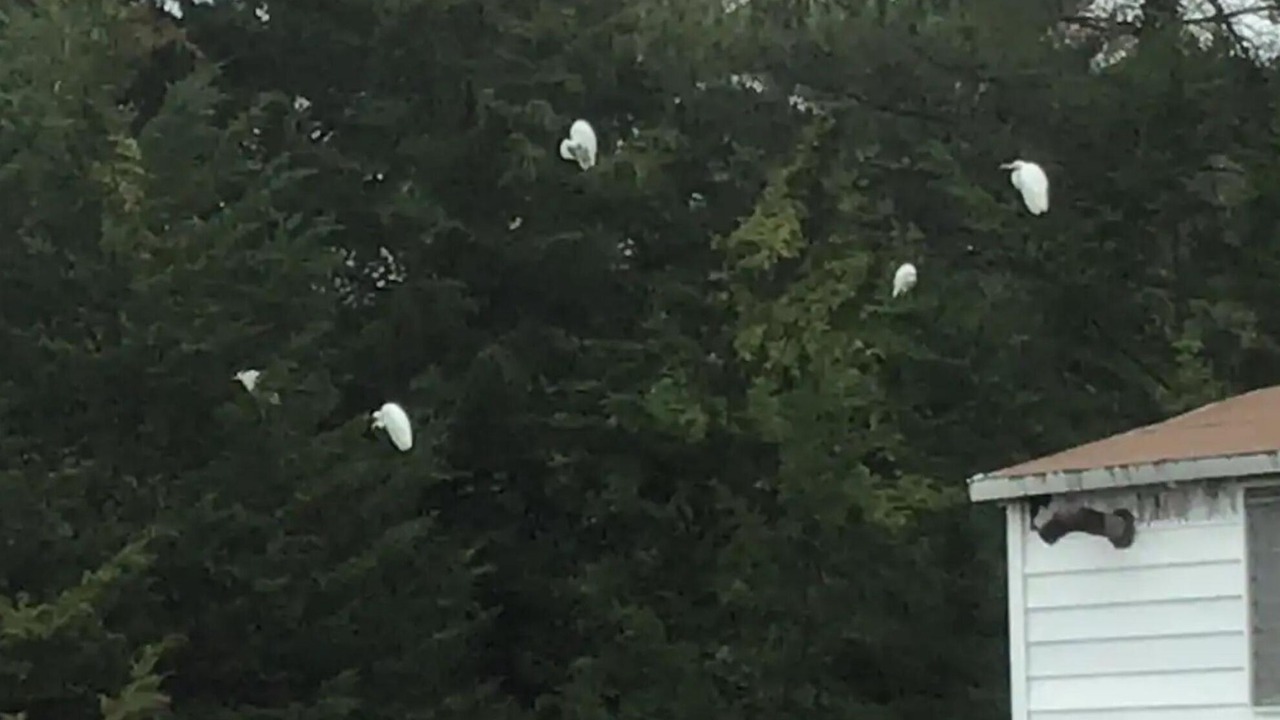 Photo of Others in Shawcrest