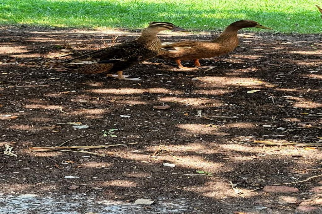 Photo of Outdoor in Ashley Oaks