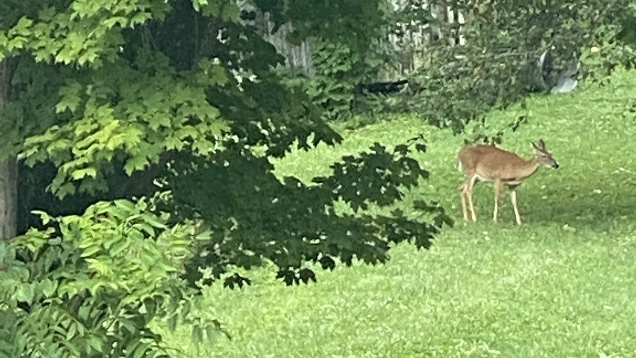Photo of Outdoor in Newcomb