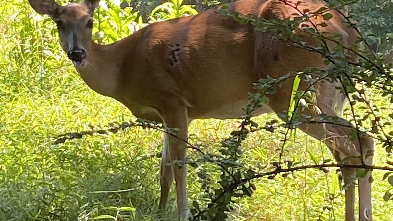 Photo of Others in Sybertsville