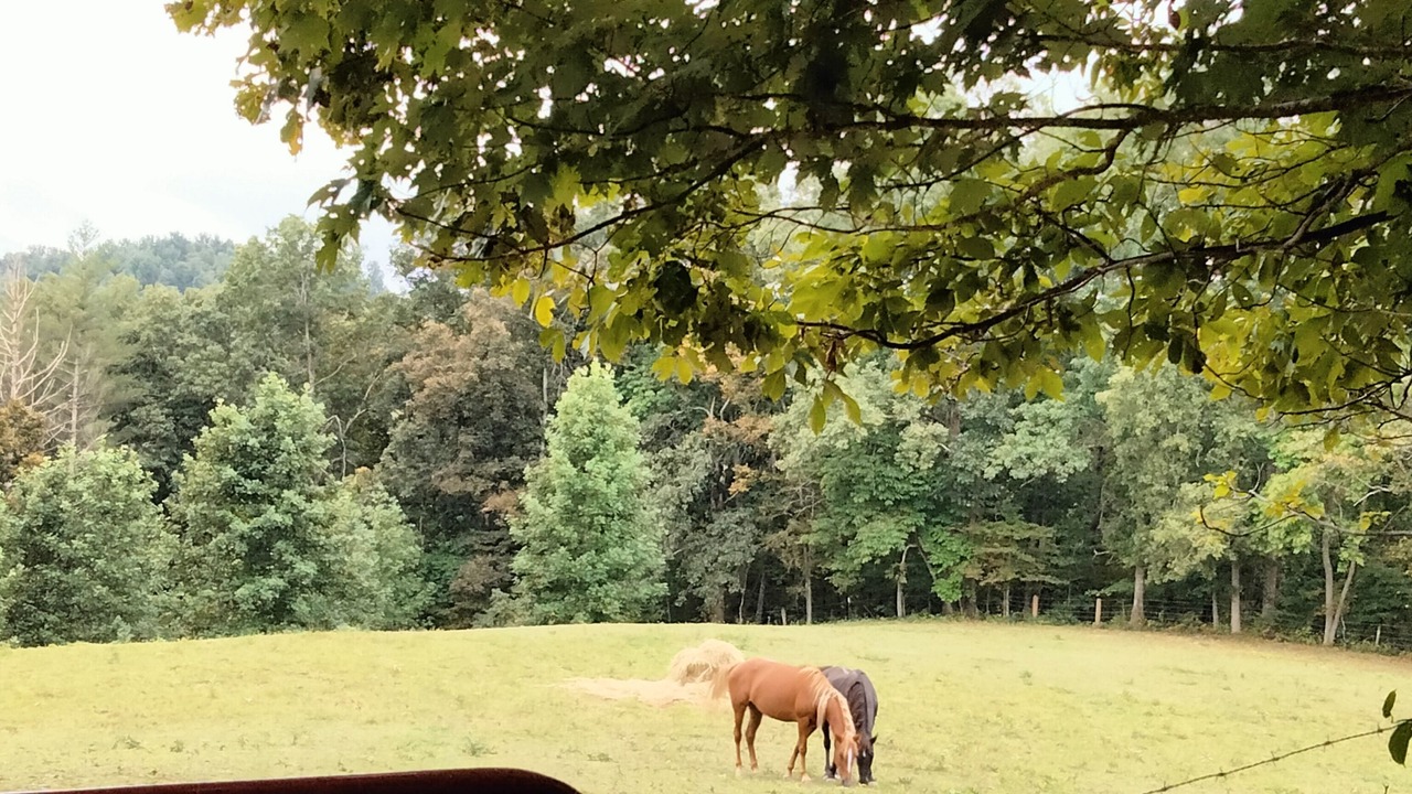 Photo of Others in Olive Hill