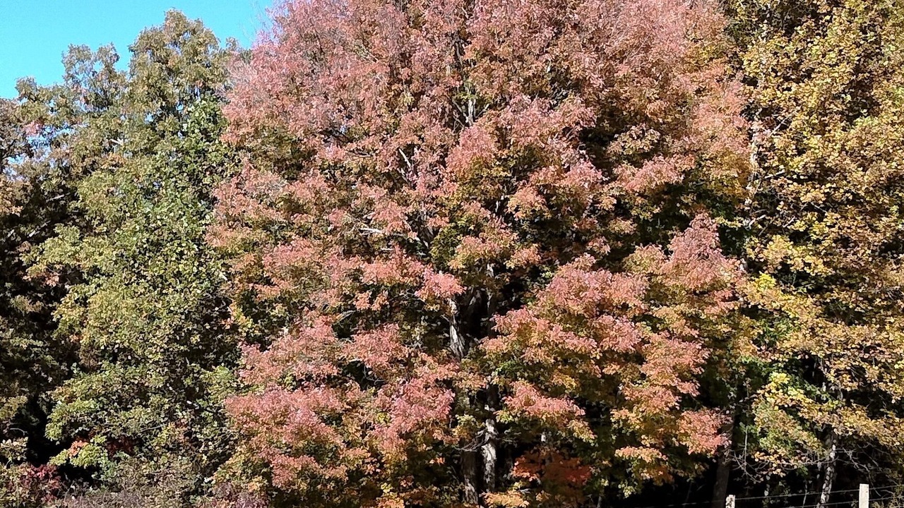 Photo of Outdoor in Olive Hill
