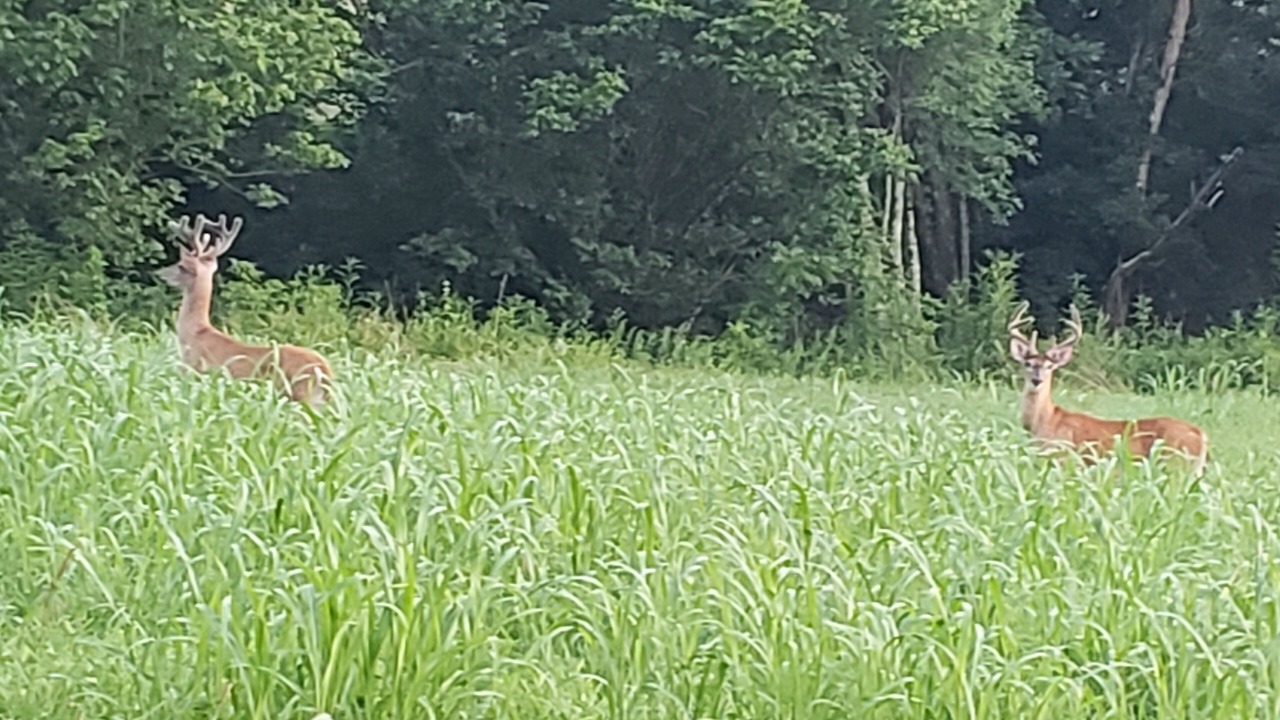 Photo of Outdoor in Langsville