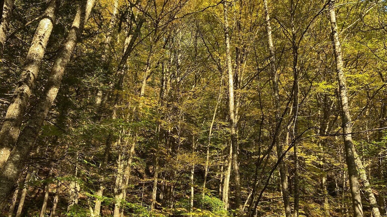 Photo of Outdoor in Long Eddy