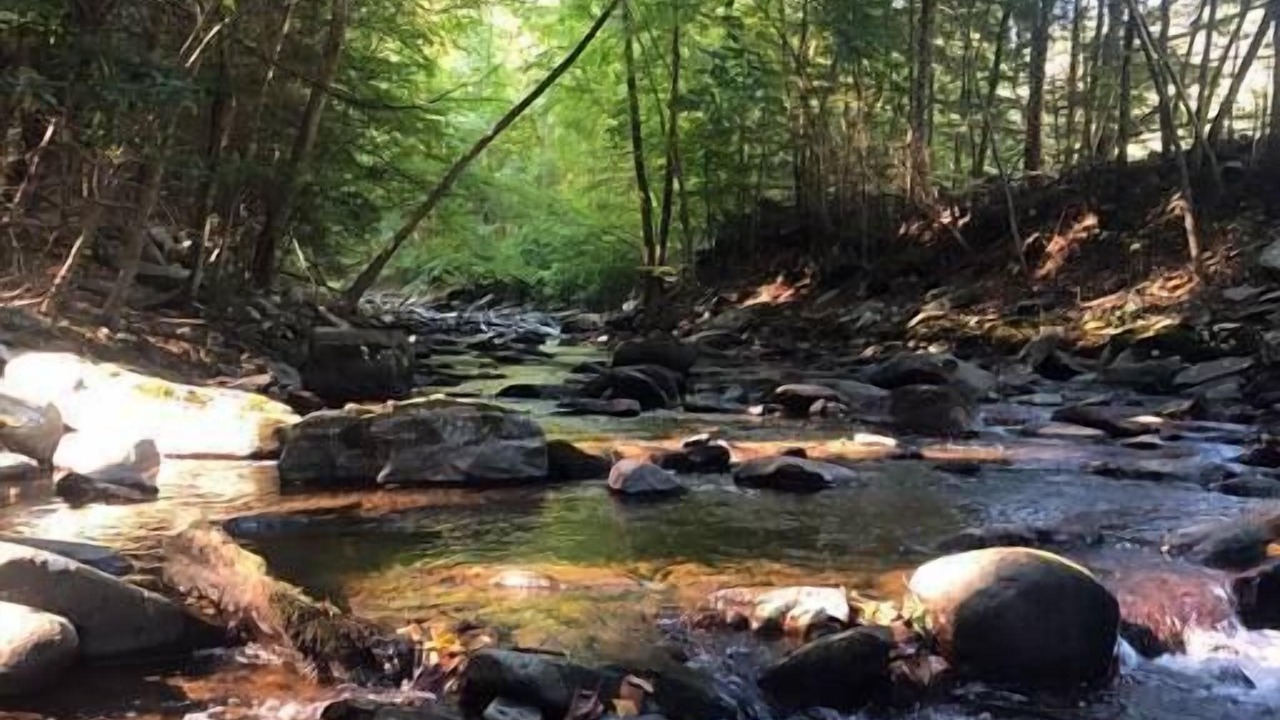 Photo of Others in Pond Eddy