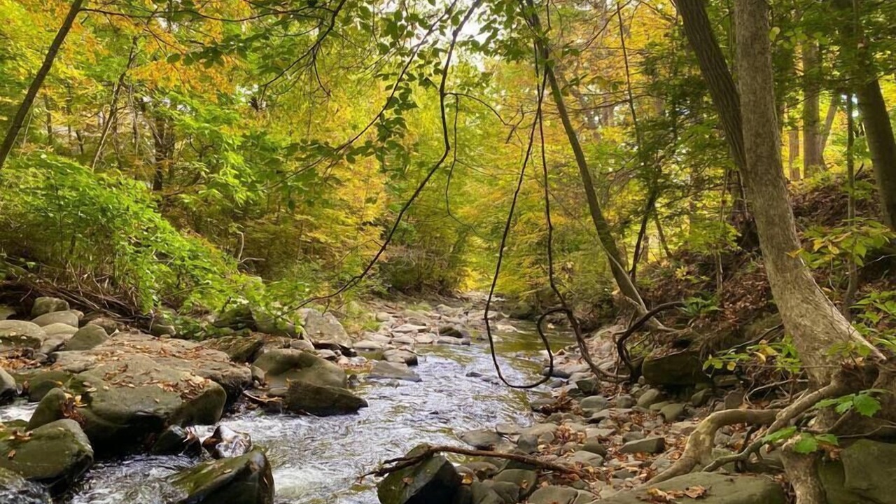 Photo of Others in Pond Eddy