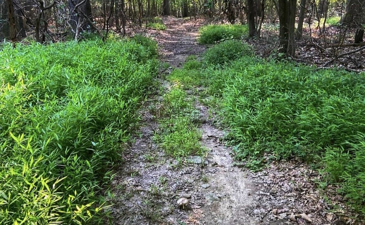 Photo of Outdoor in White Hall