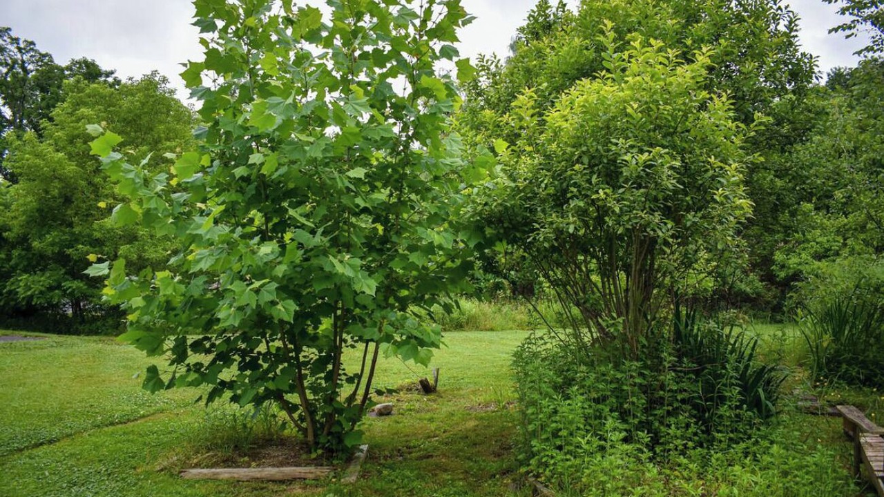 Photo of Outdoor in Accord