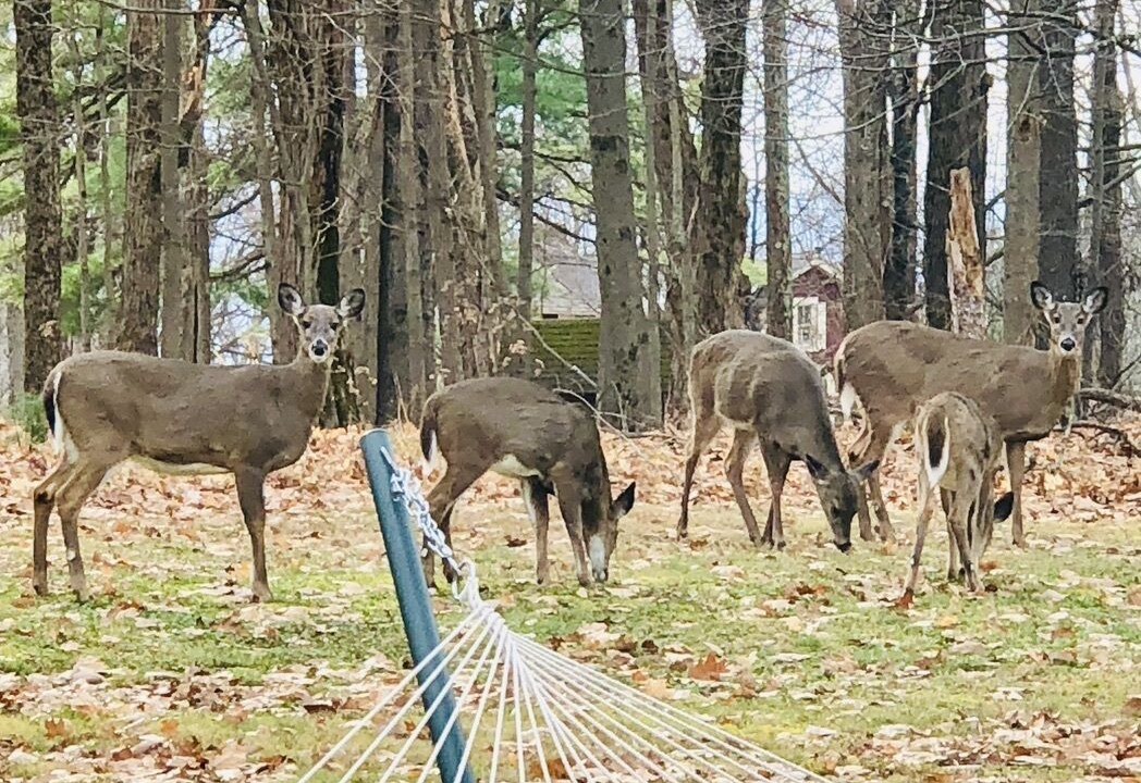 Photo of Others in Thompson Ridge