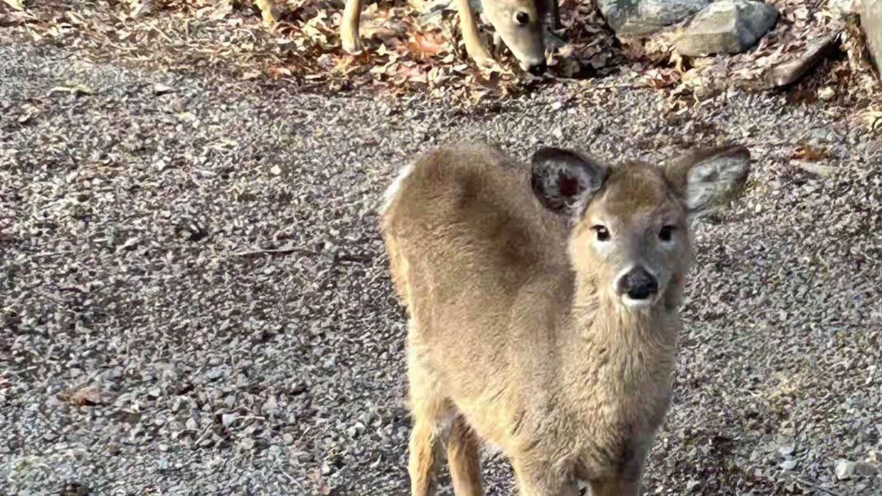 Photo of Others in Lackawaxen