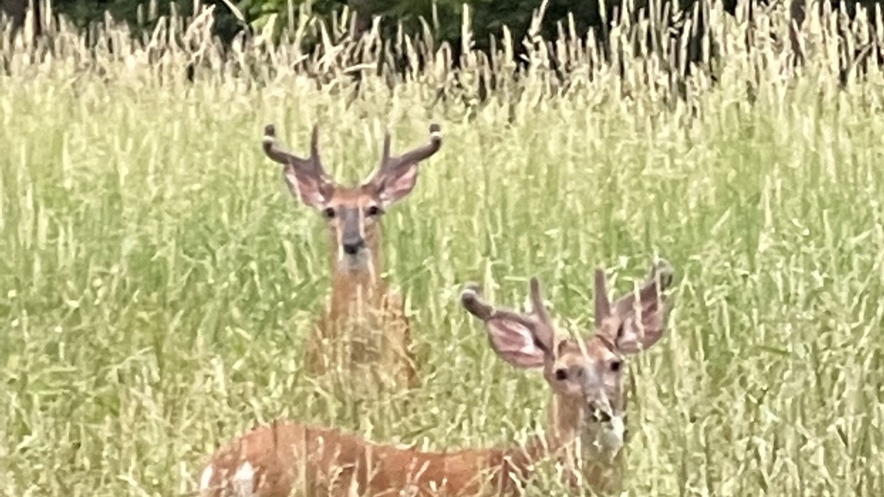 Photo of Outdoor in Kirkwood