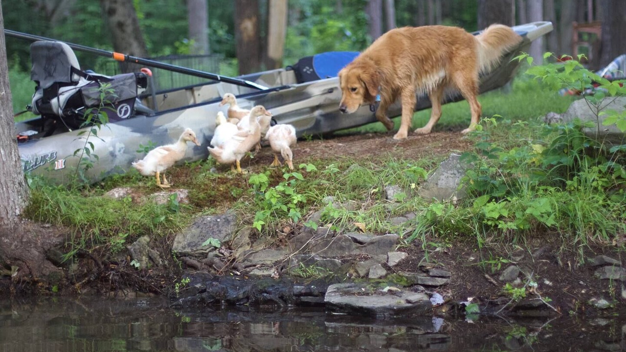 Photo of Outdoor in Newfoundland