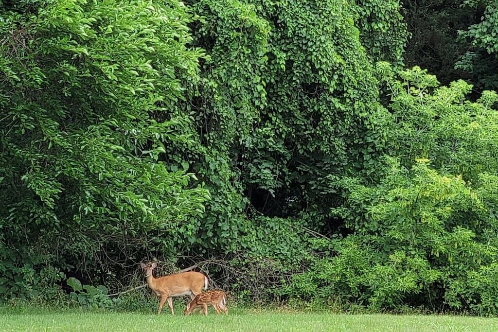 Photo of Outdoor in Paw Paw
