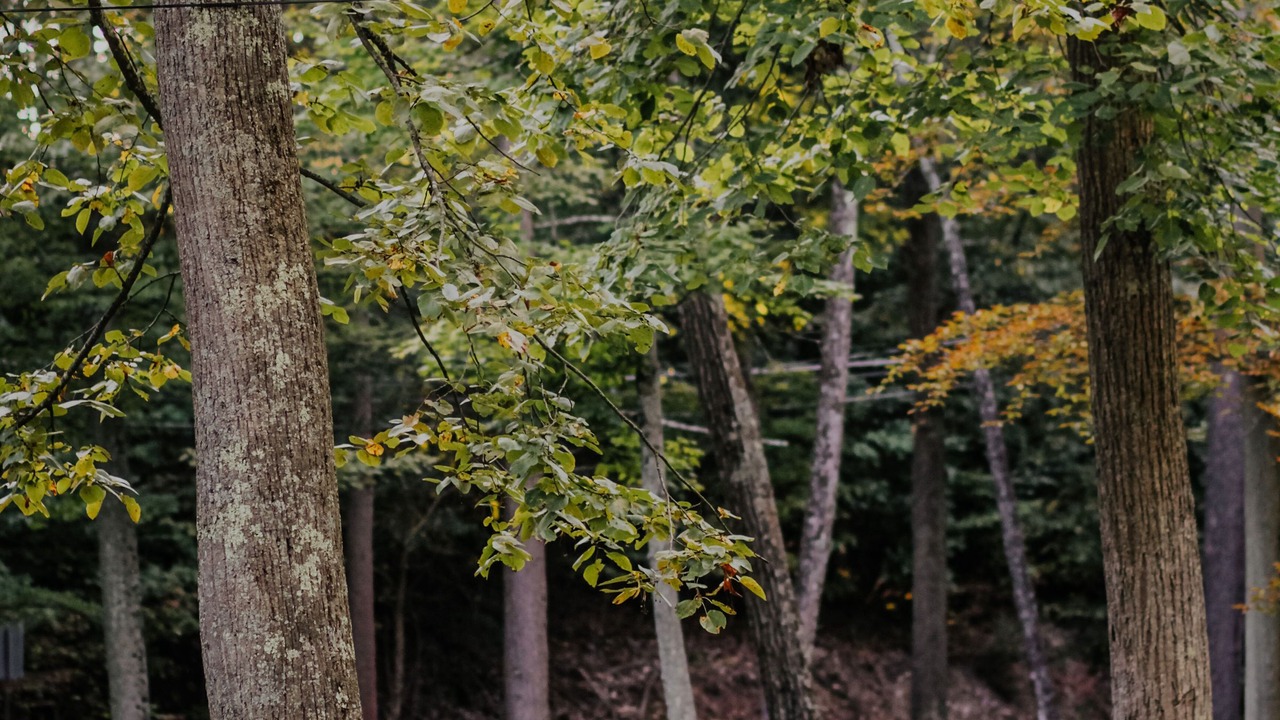 Photo of Outdoor in Millmont