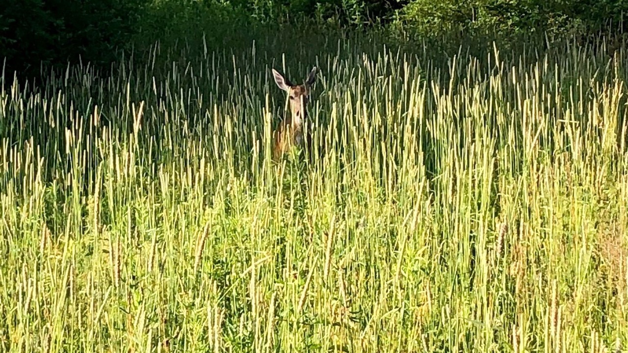 Photo of Others in Ithaca