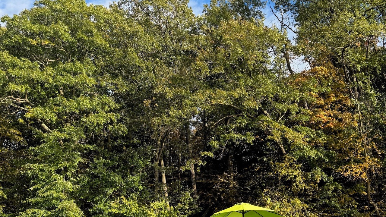 Photo of Outdoor in Walton Park