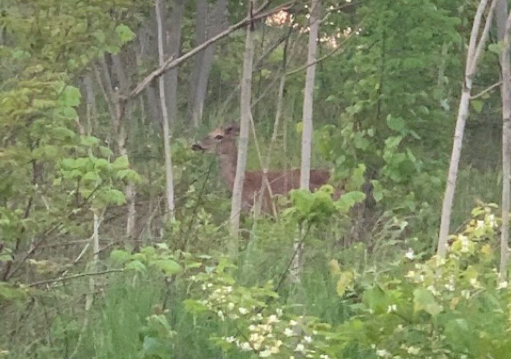 Photo of Outdoor in Tylersburg