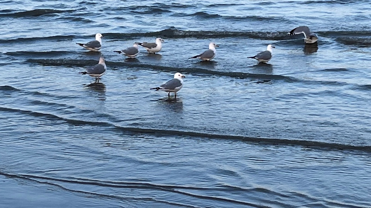 Photo of Others in Lakeside