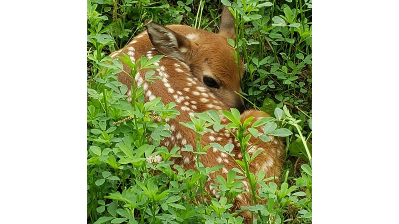 Photo of Others in Clear Spring
