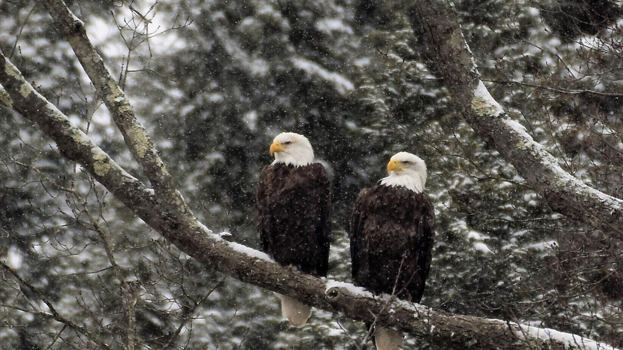Photo of Others in Shippenville