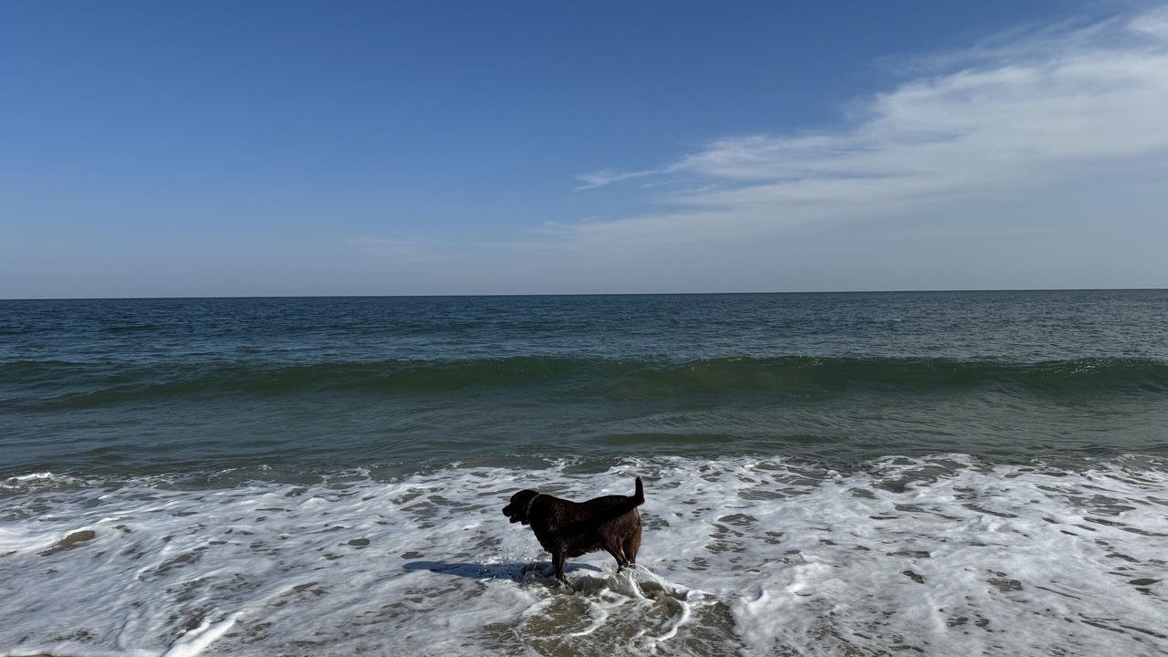 Photo of Others in Ocean View
