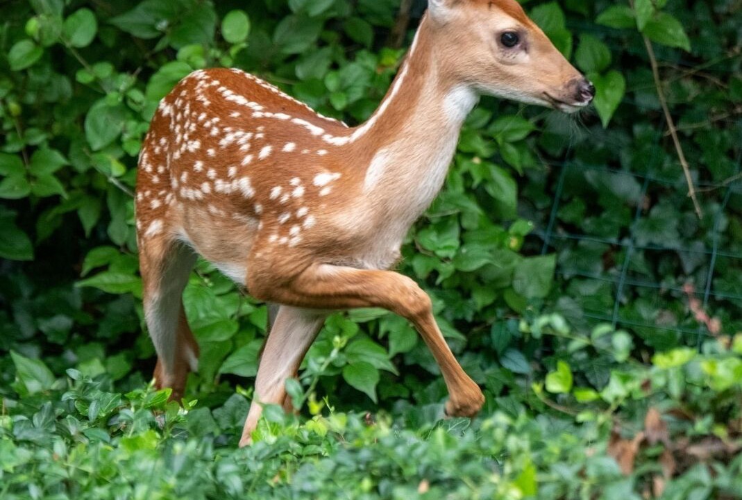 Photo of Others in Darnestown