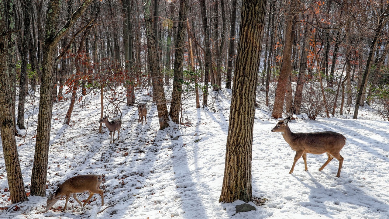 Photo of Others in Tannersville