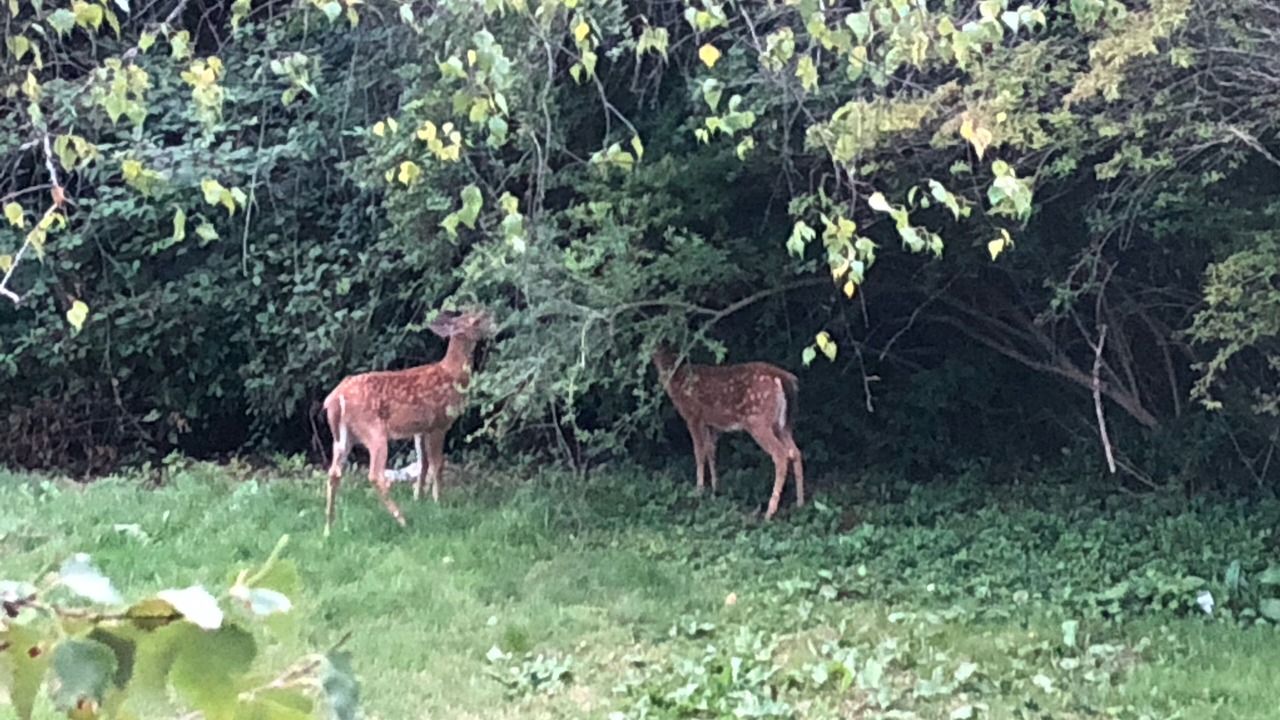 Photo of Outdoor in Honesdale