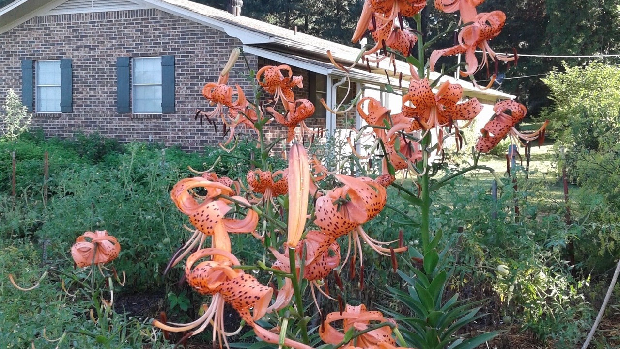 Photo of Outdoor in Clarksville