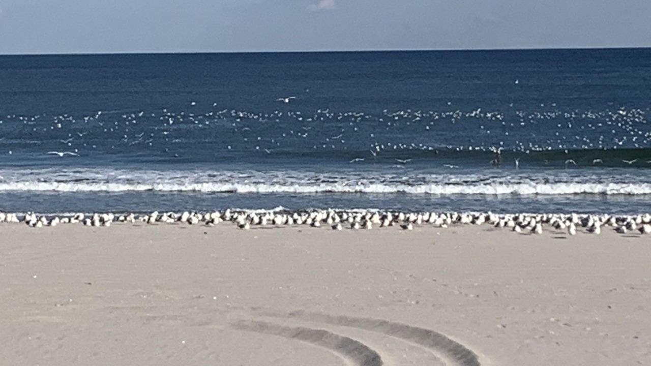 Photo of Others in Lavallette