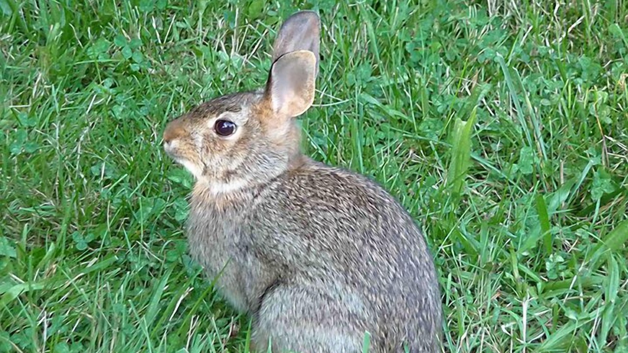 Photo of Others in Sparrow Bush
