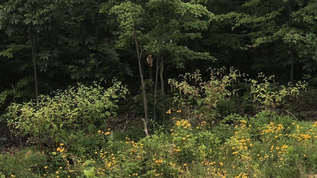 Photo of Others in Fishers Hill