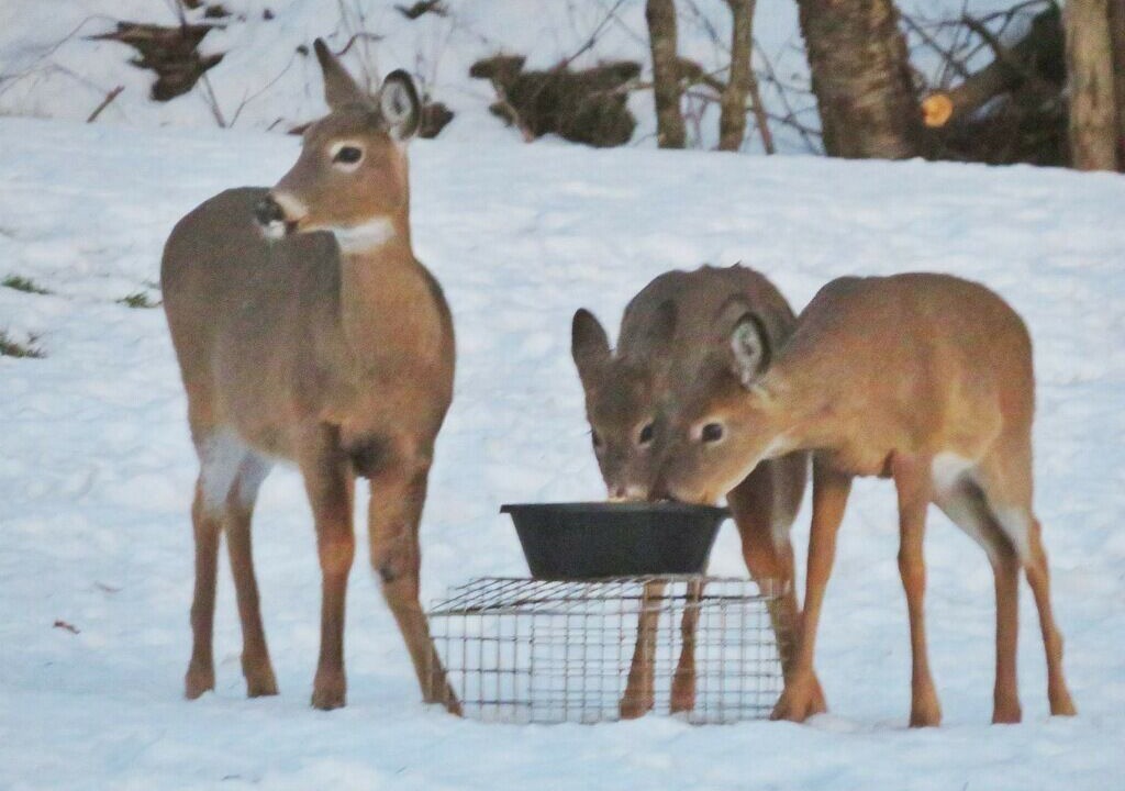 Photo of Others in Mansfield