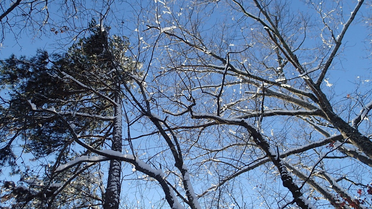 Photo of Outdoor in Easley