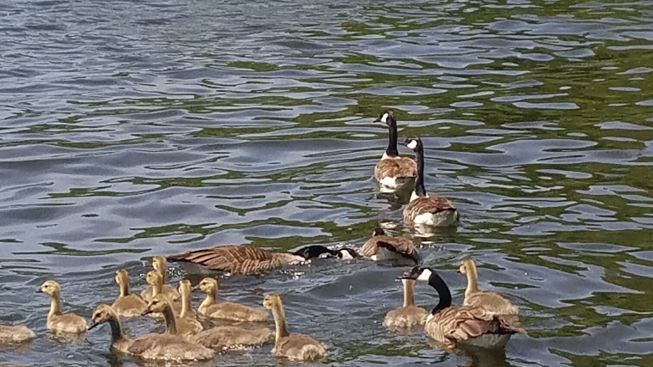 Photo of Others in Greentown