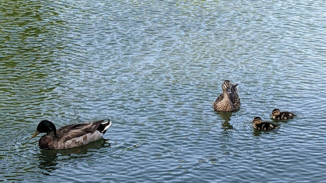 Photo of Others in Dobson Ranch