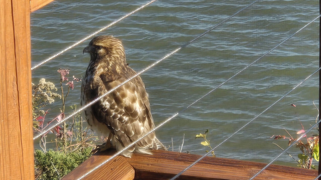Photo of Others in Port Republic