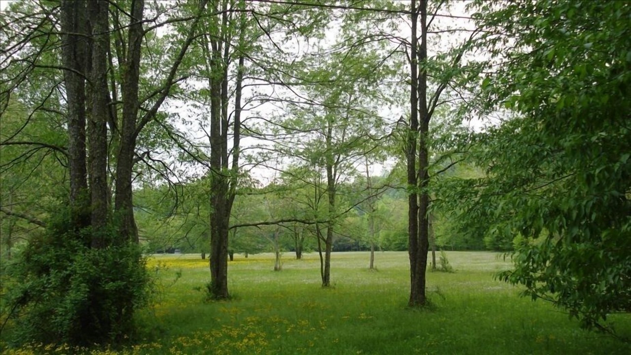 Photo of Others in Elkins