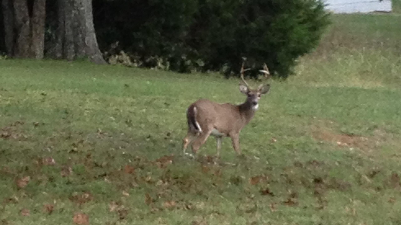 Photo of Others in Pulaski